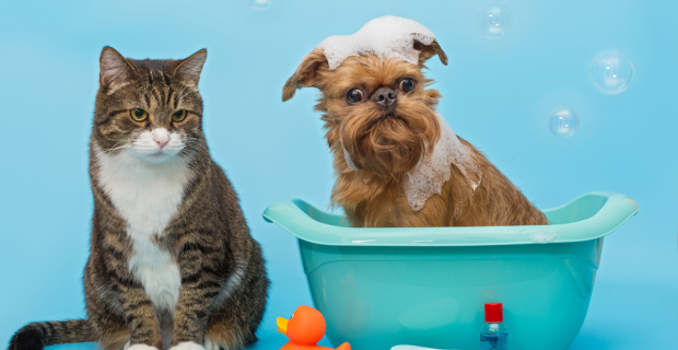 cao e gato banho