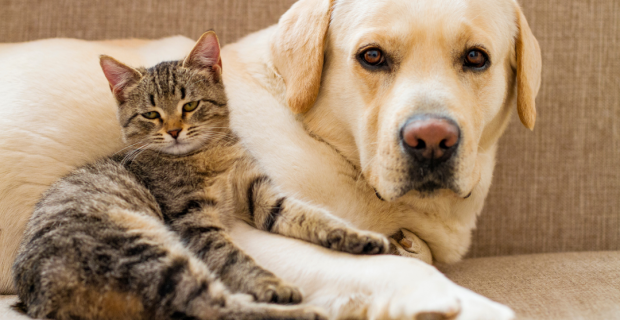 cão e gato