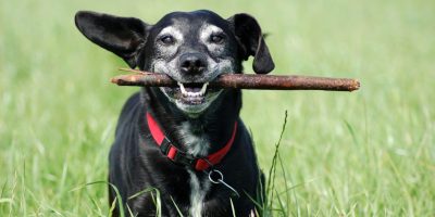 Estendendo uma vida saudável: entenda como aumentar a longevidade dos pets