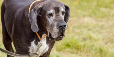Quando não há cura, cuidados paliativos podem ser a resposta