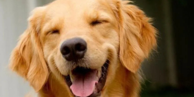 cão joca