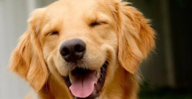 cão joca