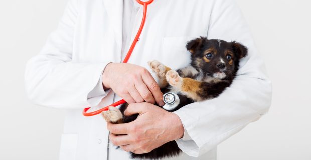 cardiologia