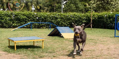 creches para cães