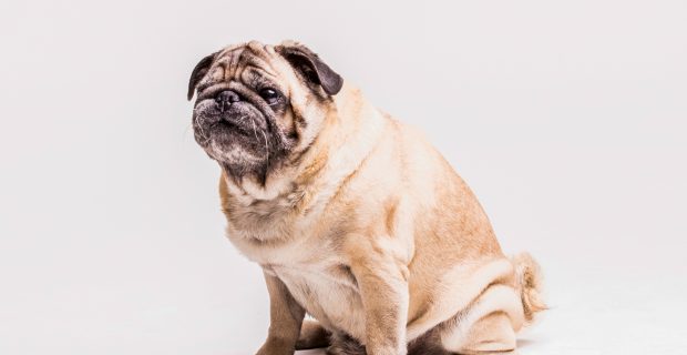 cão obeso