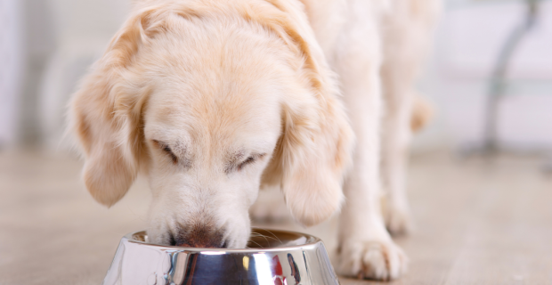 Golden comendo