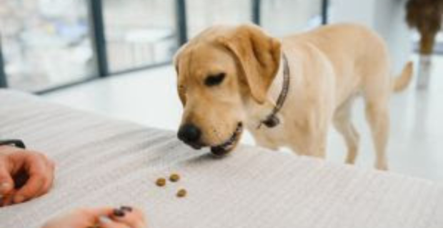 cão
