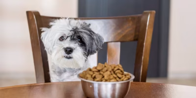 Saúde e bem-estar impulsionam a premiunização dos alimentos para pets