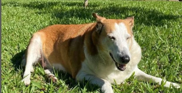 Após dez anos vivendo no campus de universidade, cão Silveira encontra um lar