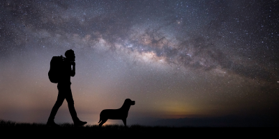 cão sob as estrelas