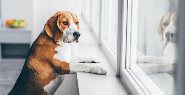 cão sozinho