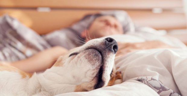 caodorme-1539287426