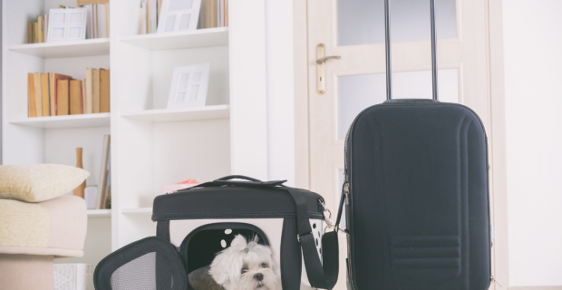 suspensão de cães nos EUA