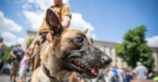 dia da medicina veterinária militar