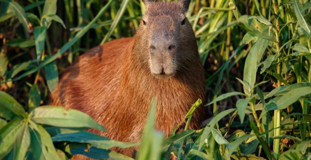 capivara
