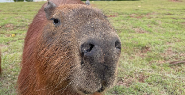 capivara