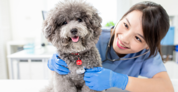Agosto Pet Cardio da Vetnil