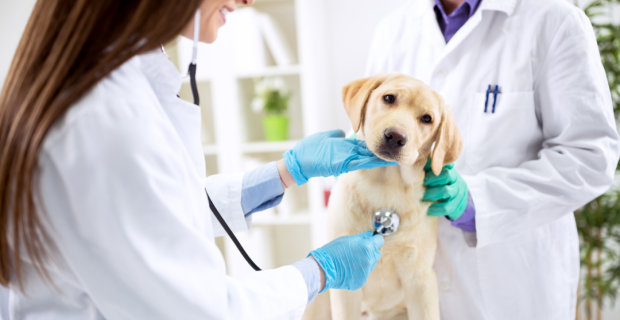 cães cardíacos