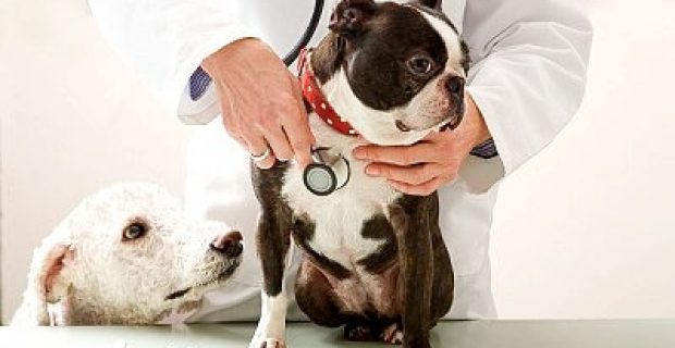 cardiologia-pet