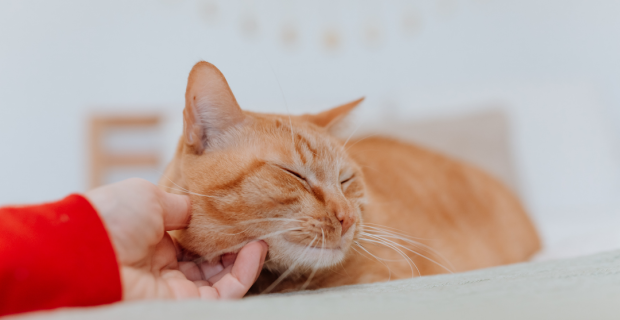 dia do gato