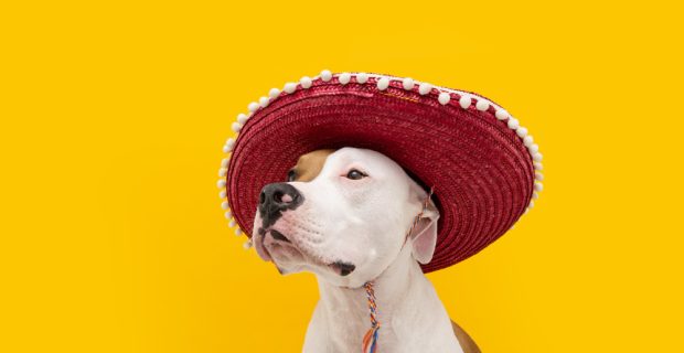 carnaval-de-cachorro-ano-novo-ou-halloween-com-um-chapeu-mexicano-isolado-na-superficie-azul