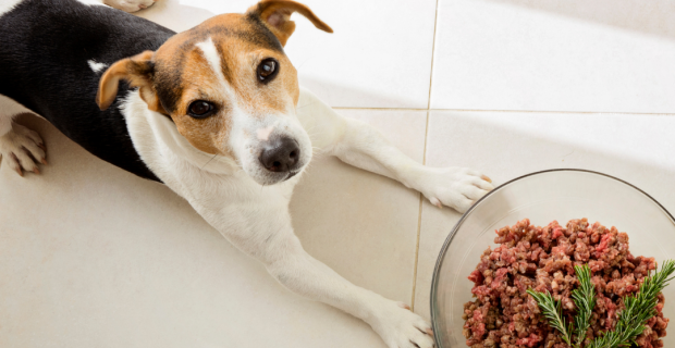 dieta crua para pets