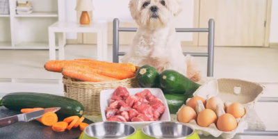 Estudo revela que 94% das dietas caseiras para cães não têm nutrição completa