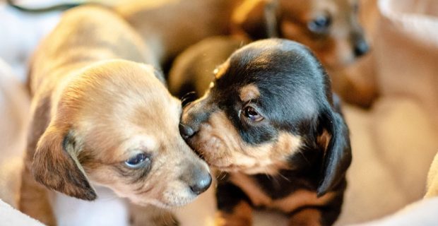 cachorros filhotes