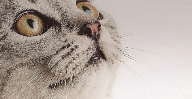cat-1545311111