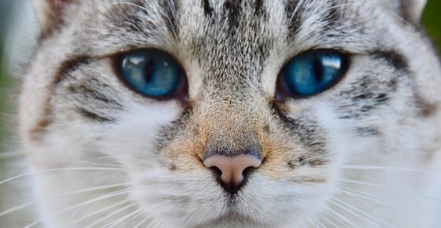 cat-4548812_960_720