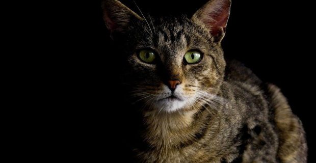 cat-987528_960_720