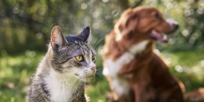 Cat and dog sitting together in grass on sunny day