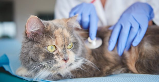 cat-being-examined-at-the-vet