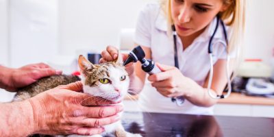 Cat during having otoscope examination at veterinary clinic.