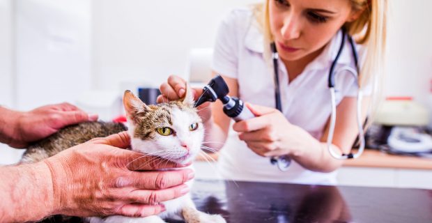 Cat during having otoscope examination at veterinary clinic.