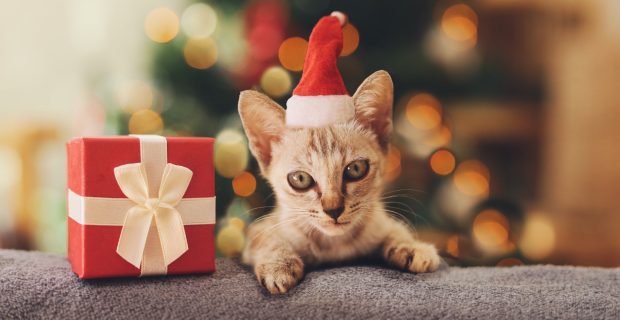 cat in christmas hat