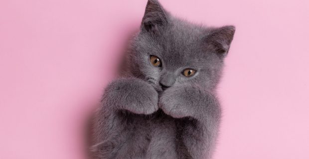 Cat lies on a pink background