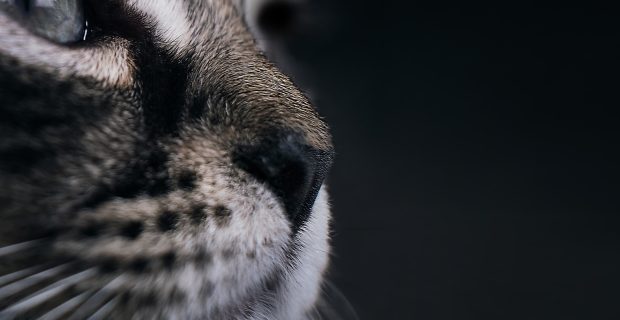 Cat nose on black background. Head of tabby smelling or sniffing. Selective focus on nostrils with