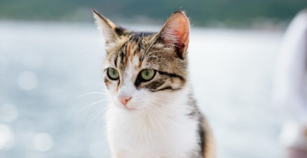 cat portrait