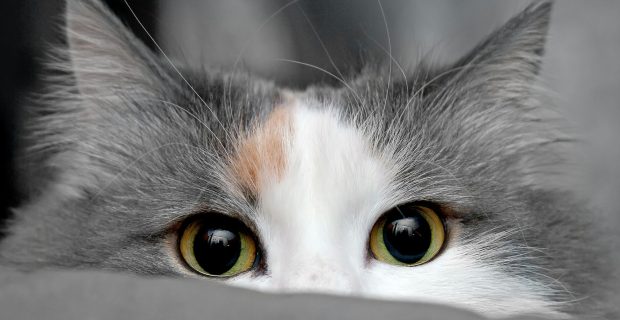 Cat’s eyes looking at camera