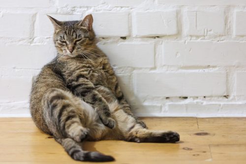 Gato acima do peso: veja como ajudar no emagrecimento com segurança