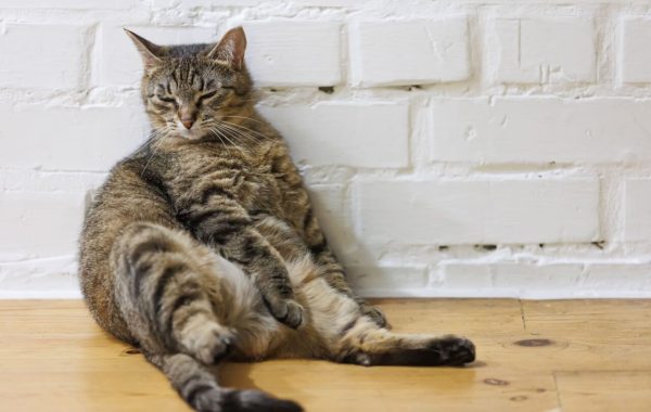 Gato acima do peso: veja como ajudar no emagrecimento com segurança