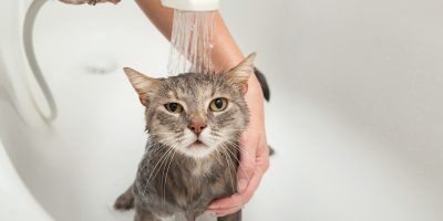 Cat taking a bath