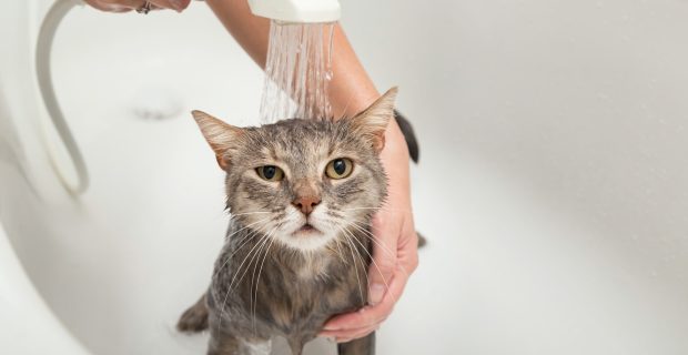 Cat taking a bath