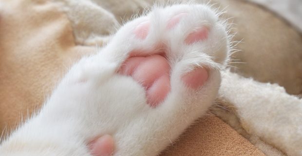 Cat toe beans on cat bed.