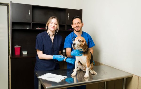 Dia Mundial da Medicina Veterinária: muito além do cuidado com animais
