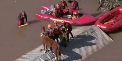 Documentário sobre resgate de animais em tragédias é lançado pelo CFMV
