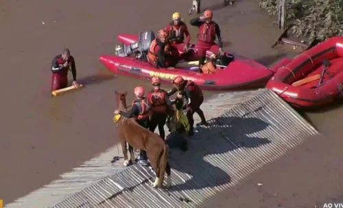 Documentário sobre resgate de animais em tragédias é lançado pelo CFMV