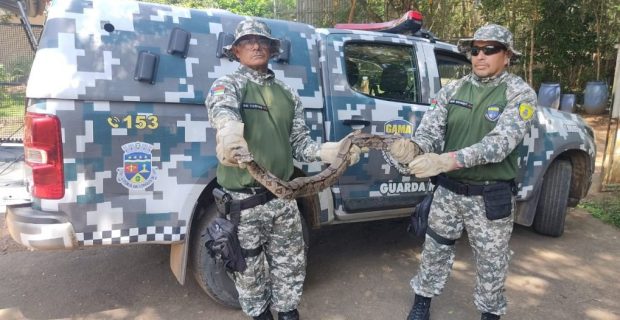 Grupo de Apoio ao Meio Ambiente e Cetas realizam trabalho de regate de animais silvestres
