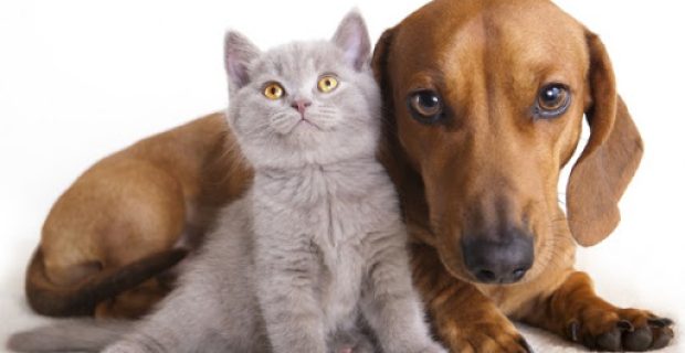 cgatos